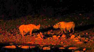 Black Rhino's song - etosha