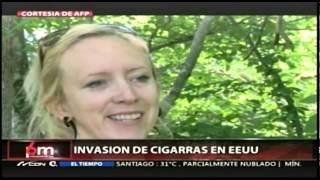 Invasión de cigarras en EEUU