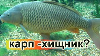 КАРП ХИЩНИК ИЛИ НЕТ ?  ХИЩНАЯ "МИРНАЯ " РЫБА