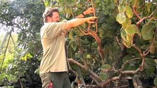 How to Prune a Cherimoya Tree