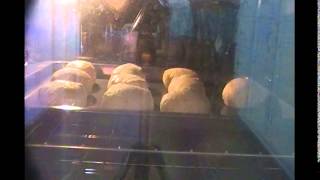Making Pillsbury canned biscuits