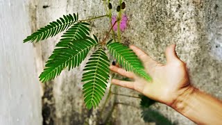 Exotic plant can move and hide.