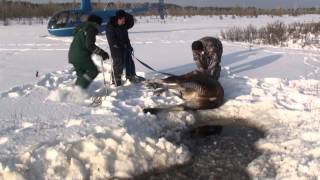 Cпасение лосихи - Saving the moose