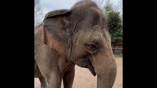 Elephant Close Up - Cincinnati Zoo