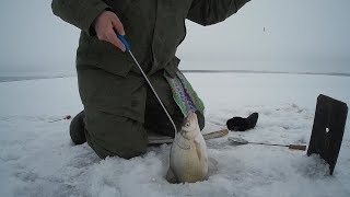 хороший клев продолжается,подлещик на черта,кандры-куль,16.01.18,tmz fishing