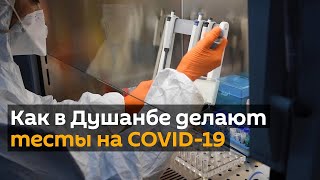 Как в Душанбе делают тесты на COVID-19