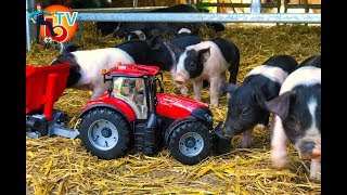 BRUDER TOYS Traktor CASE Optum and Little #PIGGY (1) | Kids Videos