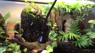 Acqua terrario per Caridini e tartarughe