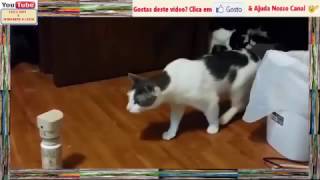 Sustos VS Gatos