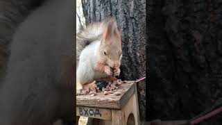 Погладил белочку / Stroked the squirrel