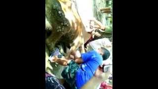 Cow Slaughter for Religion Idul Adha in Indonesia