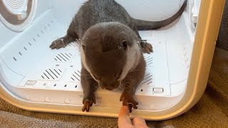 風呂上がりのカワウソ猫をドライヤーハウスにそれぞれ入れたら助けようとうろちょろし始めたw Otter and cat in dryer house