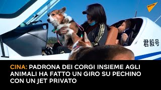 Cina: la padrona dei corgi insieme agli animali ha fatto un giro su Pechino con un jet privato