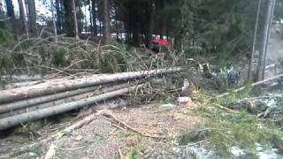RAFFAJ forest sk