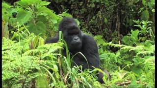 Gorilla Infant from Ntambara Group Falls Victim To Infanticide