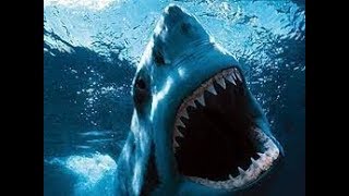 Animal Planet   Акулы Людоеды   Нападения на людей   Документальный фильм