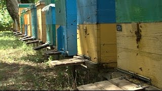 «Агрономика». Бизнес на пасеке (3.08.2016)