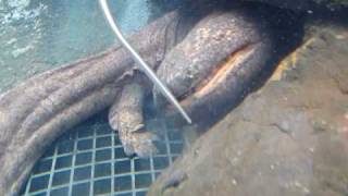 Chinese Giant Salamander