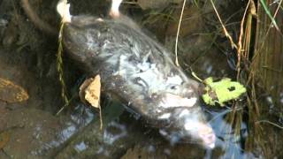 CRÓNICA Denuncia el río de Candás agoniza por basuras y falta de agua