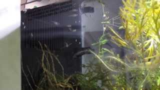 Fluval Spec V, guppy breeding 101