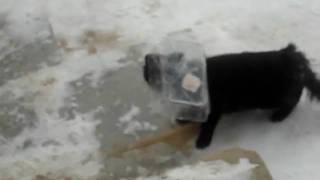 ловушка на чужих котов