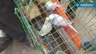 Nagpur best pets market
