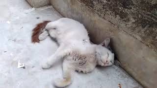 cat mating very clear view