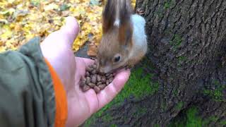 Почти знакомая белка / An almost familiar squirrel