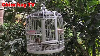 Họa mi hót chuẩn giọng rừng cực hay| Chim hay TV