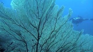 Diving at Aloita Resort, Mentawai