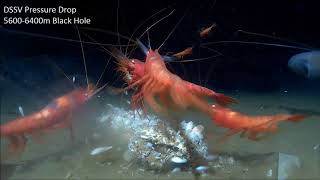 Black Hole: Prawn Benthesicymus