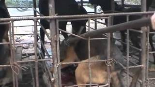 [Documentary] Chinese dog slaughterhouse - Part 1