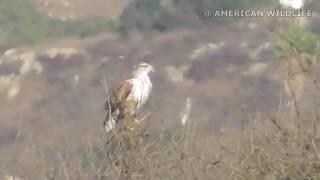 American Wildlife --- Ferruginous Hawk