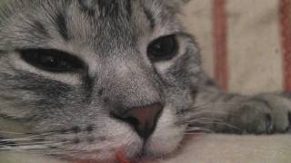 Sleepy Cat (Кот соня)