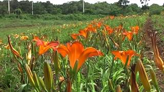 Vivero Amoité de Hemerocallis