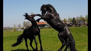 Friesian horse, stallions/colts meet each other in the field ??