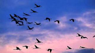 SAFİYE AYLA -  YEŞİL GÖZLERİNİ UFKUMA GER Kİ "TURNALAR UÇUN"  (DOYSAL)