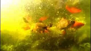Fond de bassin, poisson rouge