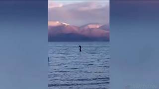 Loch Ness Monster? Strange Creature Spotted In Albanian Lake