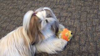 Winnie at the Airport