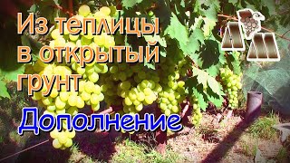 ? Виноград - из теплицы в открытый грунт. Дополнение