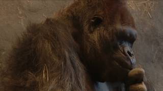 Cincinnati Zoo Kills Gorilla to Save Boy?