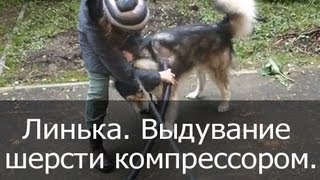 Линька у собак. Выдувание шерсти с помощью компрессора