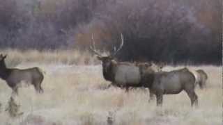 Huge Herd of Elk with Cows BIG Bulls and Calves Near Salmon, ID Idaho
