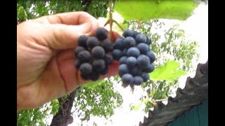 ЗАПРЕЩЕННОЕ ВИНО из ЧЁРНОГО ВИНОГРАДА