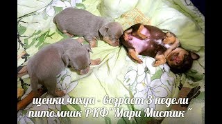С КРЕЩЕНИЕМ ГОСПОДНИМ ! #ЧИХУА ПОЧЕМУ Я ЗАВЕЛА ЭТУ ПОРОДУ ? #КУПЛЮЧИХУАПРОДАЮЩЕНКОВ#МАРИМИСТИК