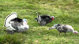 GRANJA DE PAVOS