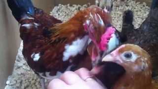 Chicken eats diamonds