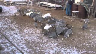 100 жирных кроликов