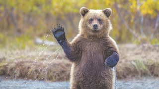 Занятия с ребенком / учим животных / сурдопедагог (КИ)